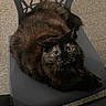 Pikachu is registered to the contest to win money with this photo: cat, tortoiseshell, chair, indoor, pet, feline, fur, animal, looking_up, floor, tile_floor, gray_chair, domestic_cat, whiskers, paws, seated, curious, cozy, cute, long_hair