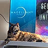 cat, tortoiseshell_cat, table, television, logo, indoor, pet, feline, relaxed, resting, animal, fur, collar, electronics, screen, home, decor, cable, light, shadow