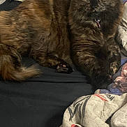 Pikachu is registered to the contest to win money with this photo: animal, bed, blanket, cat, collar, comfort, cozy, cute, domestic, ears, feline, fur, indoor, pet, relaxed, resting, sleepy, tail, tortoiseshell, whiskers