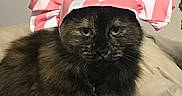Pikachu joined the competition — help win amazing prizes! animal, bed, cat, collar, costume, cute, expression, fabric, feline, fur, hat, indoor, pet, pink, portrait, sitting, striped, tag, tortoiseshell, white