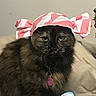Pikachu joined the competition — help win amazing prizes! cat, tortoiseshell, pet, hat, costume, indoor, feline, animal, fur, collar, tag, bed, fabric, pink, white, striped, cute, expression, sitting, portrait