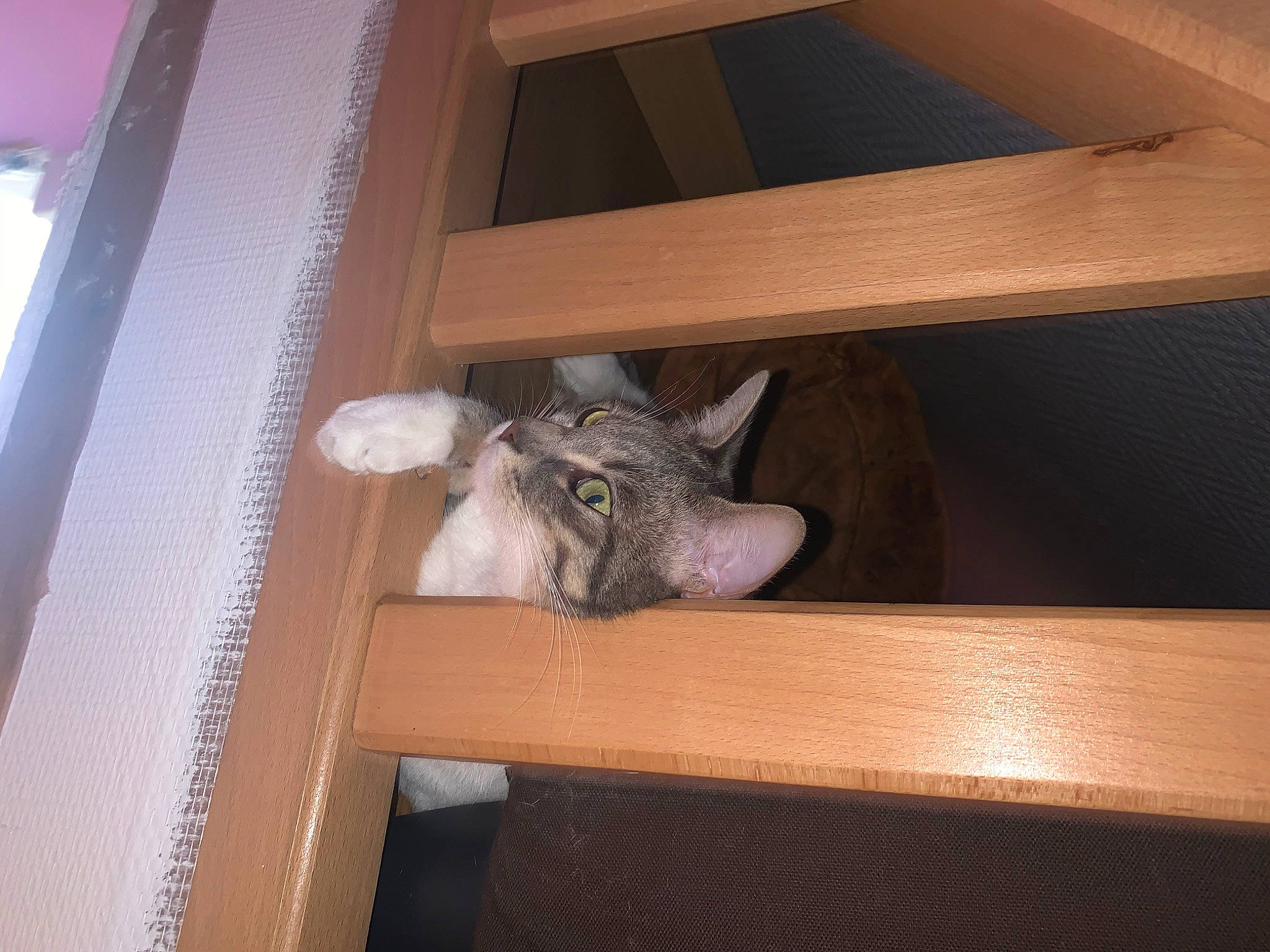 Rosa participe au concours pour gagner de l'argent avec cette photo : american_shorthair, carnivore, cat, domestic_short_haired_cat, european_shorthair, felidae, room, small_to_medium_sized_cats, whiskers, wood