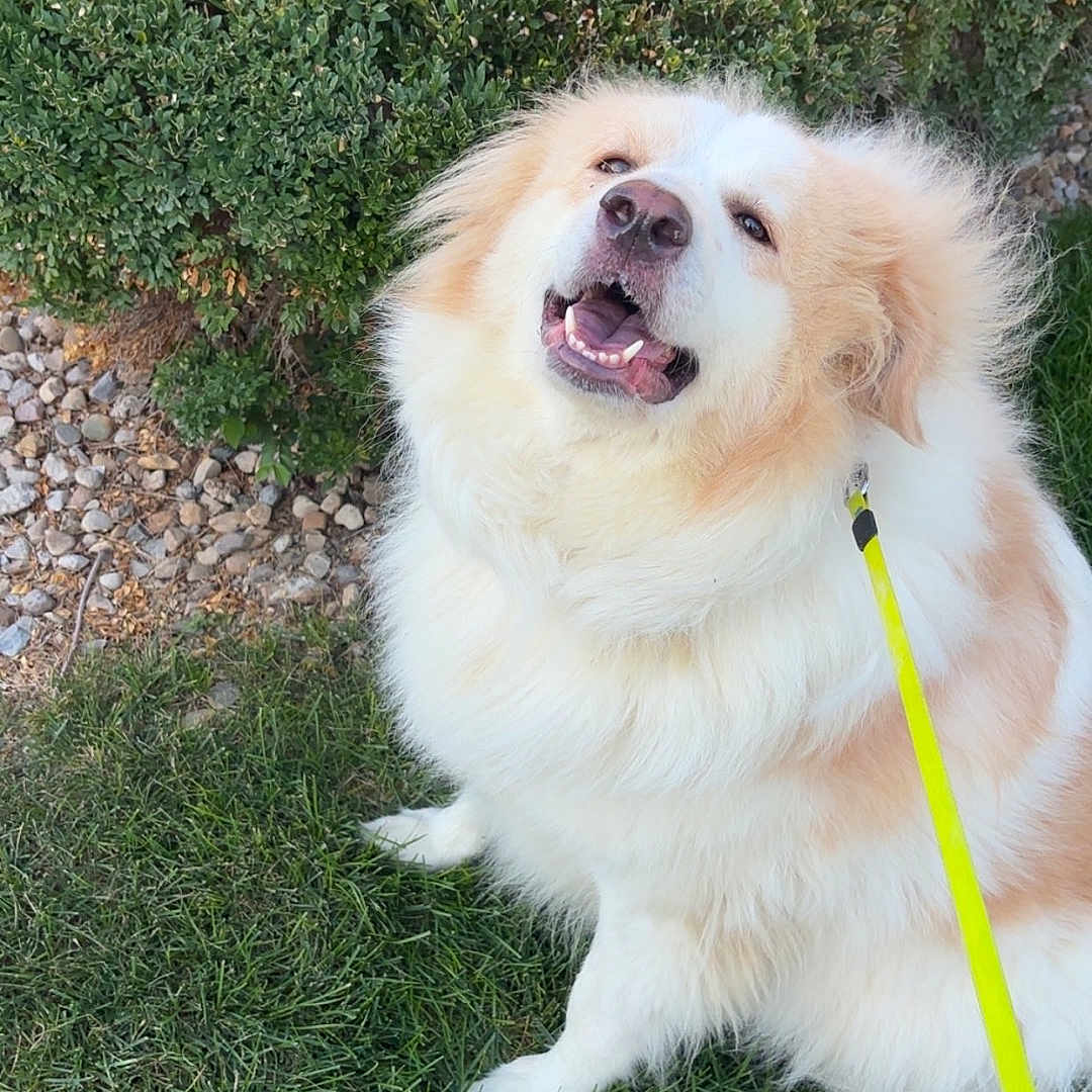 Daisy joined the competition — help win amazing prizes! animal, bushes, canine, closeup, cute, daylight, dog, fluffy, friendly, fur, garden, grass, happy, leash, nature, outdoor, park, pet, sitting, smiling