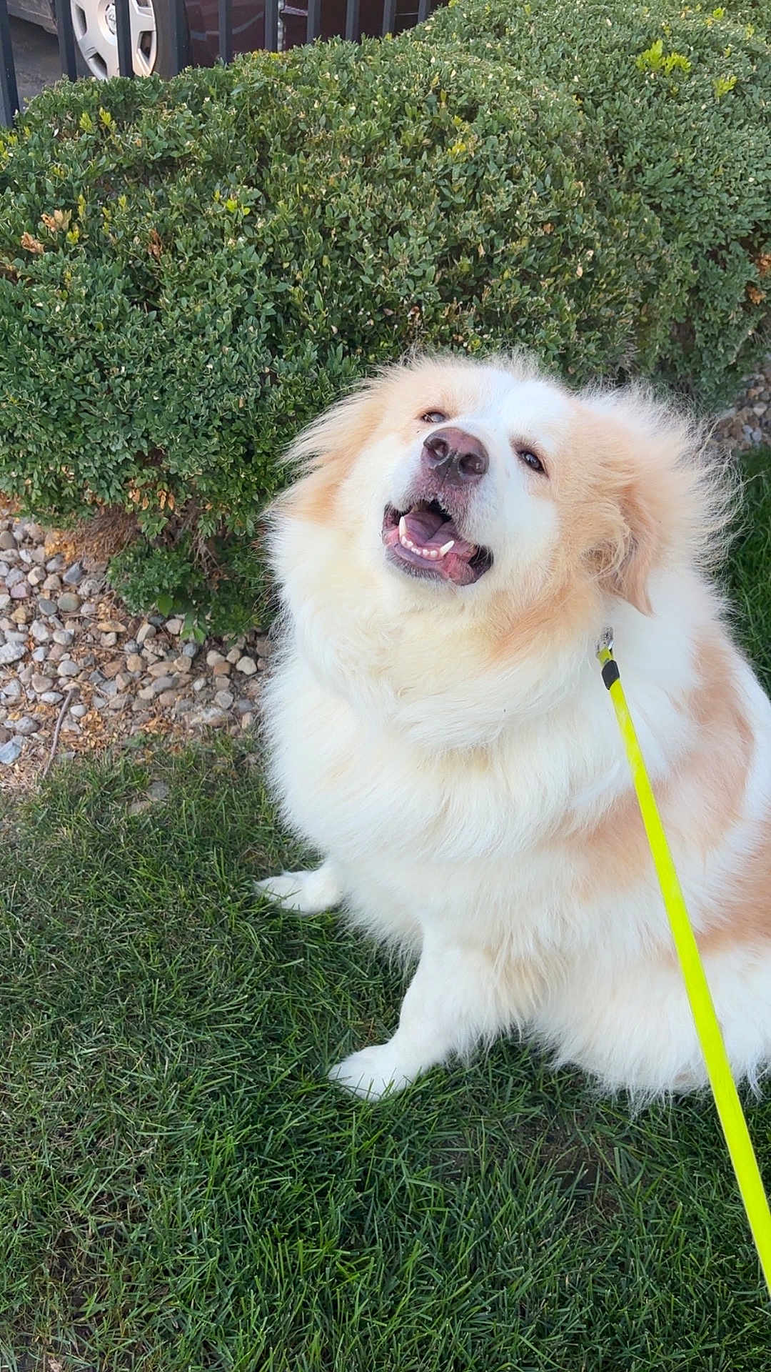 Daisy joined the competition — help win amazing prizes! animal, bushes, canine, closeup, cute, daylight, dog, fluffy, friendly, fur, garden, grass, happy, leash, nature, outdoor, park, pet, sitting, smiling