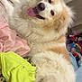 bed, blanket, canine, clothes, comfort, cozy, dog, domestic_animal, fan, fluffy, fur, happy, indoor, lying_down, messy, pet, relaxed, room, smiling, tongue_out