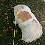 Daisy joined the competition — help win amazing prizes! animal, autumn_leaves, canine, daytime, dog, fluffy, fur, grass, green, leaf, leash, nature, outdoor, park, pet, side_view, sniffing, tan, walking, white