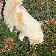 Daisy is registered to the contest to win money with this photo: animal, canine, curly_tail, daylight, dog, fence, fluffy, grass, greenery, hedge, leash, nature, outdoor, park, pet, sniffing, sunlight, tail, walk, white_and_cream