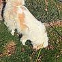 animal, canine, curly_tail, daylight, dog, fence, fluffy, grass, greenery, hedge, leash, nature, outdoor, park, pet, sniffing, sunlight, tail, walk, white_and_cream