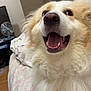 Daisy is registered to the contest to win money with this photo: animal, bed, blanket, canine, closeup, companion, cute, dog, domestic, fluffy, fur, happy, indoor, muzzle, nose, paw, pet, relaxed, smiling, tongue