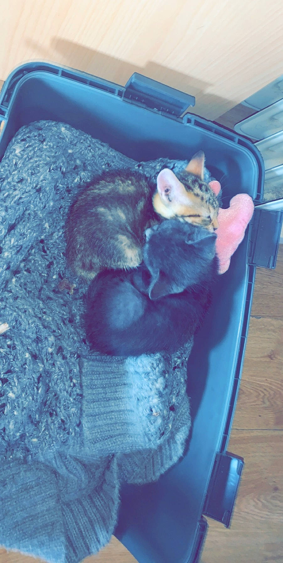 Prînce participe au concours pour gagner de l'argent avec cette photo : auto_part, automotive_exterior, bumper, carnivore, comfort, companion_dog, dog_breed, electric_blue, family_car, felidae, fur, small_to_medium_sized_cats, snout, sporting_group, stuffed_toy, tail, toy, trunk, vehicle_door, whiskers