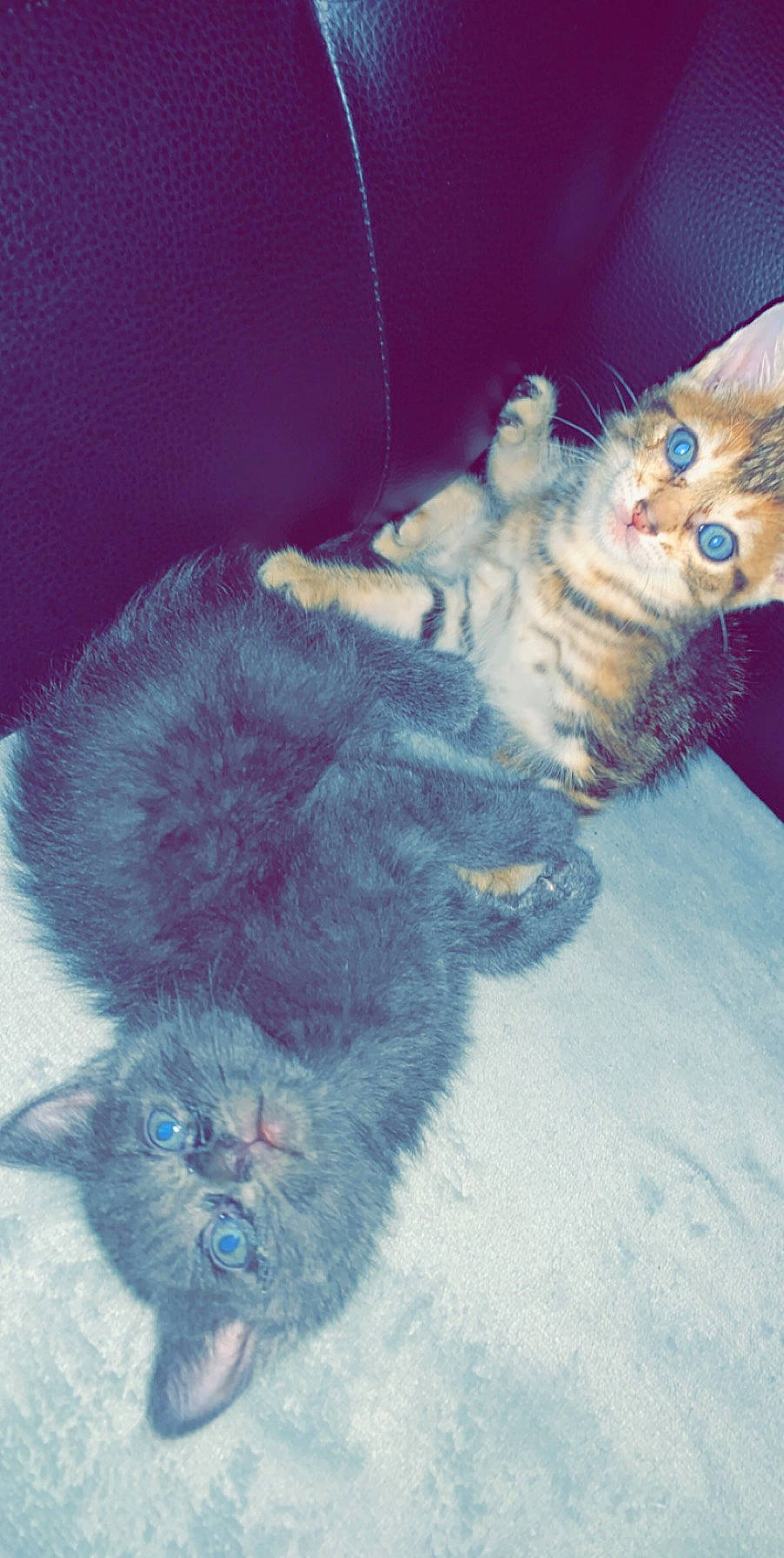 Prînce a rejoint le concours — aidez-le/la à gagner de superbes lots ! art, carnivore, cat, claw, domestic_short_haired_cat, electric_blue, fawn, felidae, fur, fur_clothing, lap, paw, small_to_medium_sized_cats, stuffed_toy, tail, textile, toy, whiskers, wool, woolen