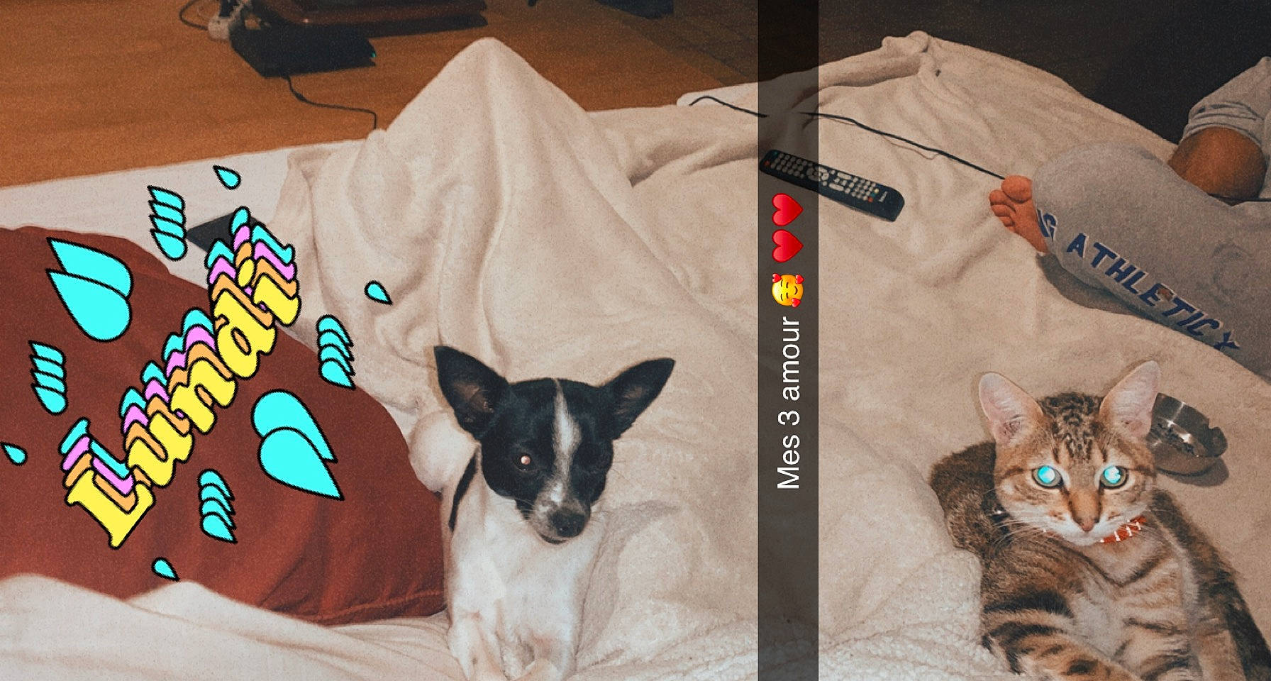 Prînce a rejoint le concours — aidez-le/la à gagner de superbes lots ! baby_toddler_clothing, carnivore, cat, companion_dog, dog, dog_supply, domestic_short_haired_cat, felidae, font, fur, pattern, pet_supply, sleeve, t_shirt, tail, top, vertebrate, whiskers, white, working_animal