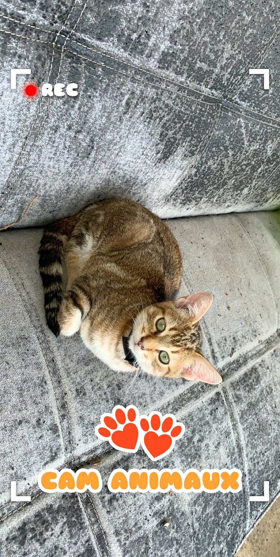 Prînce participe au concours pour gagner de l'argent avec cette photo : carnivore, cat, domestic_short_haired_cat, felidae, fur, paw, photo_caption, small_to_medium_sized_cats, snout, tail, terrestrial_animal, whiskers