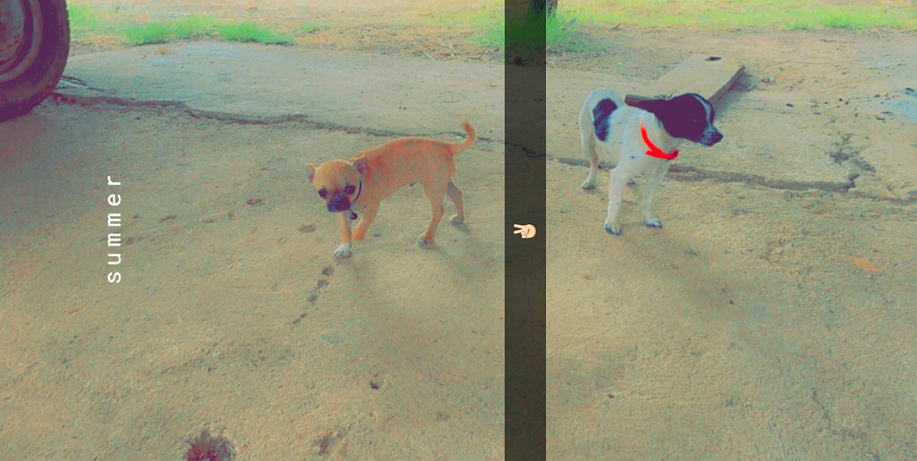 Nina a rejoint le concours — aidez-le/la à gagner de superbes lots ! ball, canidae, carnivore, collar, companion_dog, dog, dog_breed, dog_collar, dog_supply, fawn, grass, mammal, pet_supply, shadow, sidewalk, snout, soil, sporting_group, tail, working_animal