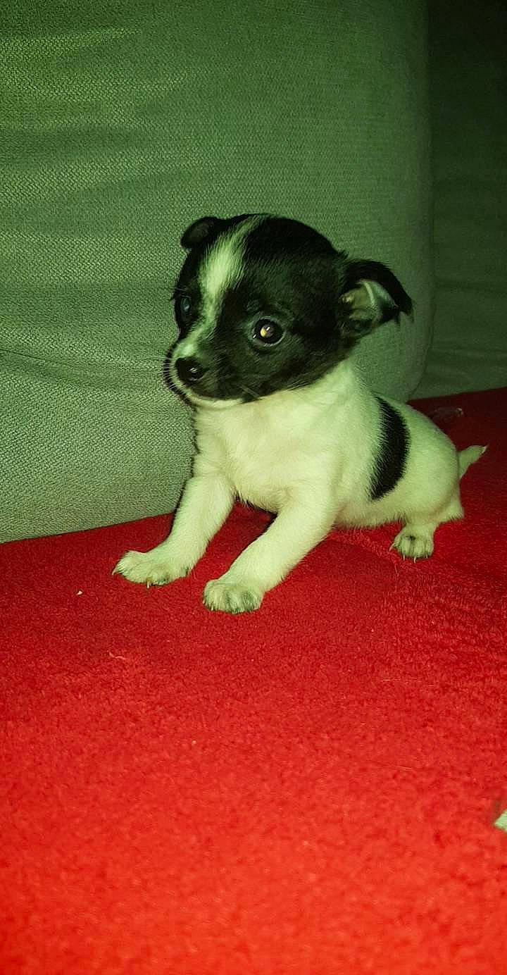 Nina a rejoint le concours — aidez-le/la à gagner de superbes lots ! canidae, carnivore, carpet, companion_dog, dog, dog_breed, fawn, flooring, fur, non_sporting_group, paw, snout, sporting_group, toy_dog, whiskers, working_animal