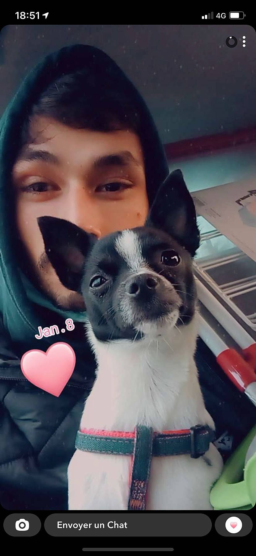 Nina participe au concours pour gagner de l'argent avec cette photo : canidae, carnivore, collar, companion_dog, cool, dog, dog_breed, dog_collar, ear, fawn, happy, mammal, nose, snapshot, snout, sporting_group, toy_dog, vertebrate, whiskers, working_animal