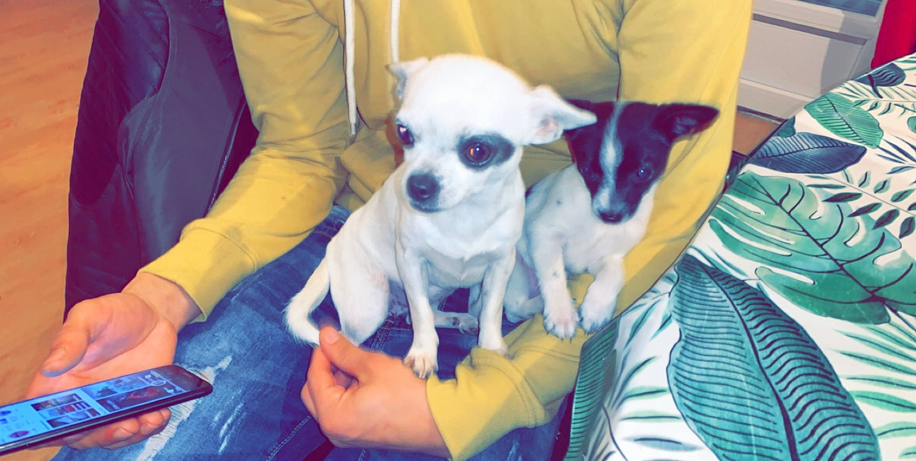 Nina participe au concours pour gagner de l'argent avec cette photo : canidae, carnivore, chair, comfort, companion_dog, couch, dog, dog_breed, dog_supply, electric_blue, fawn, fur, mobile_phone, puppy, purple, sitting, snout, sporting_group, toy_dog, working_animal