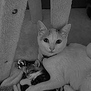 Hera participe au concours pour gagner de l'argent avec cette photo : cat, cats, kitten, kittens, animal, pet, feline, black_and_white, monochrome, cuddling, sleeping, resting, wide_eyed, cat_tree, indoor, home, cozy, adorable, fur, portrait