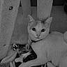 cat, cats, kitten, kittens, animal, pet, feline, black_and_white, monochrome, cuddling, sleeping, resting, wide_eyed, cat_tree, indoor, home, cozy, adorable, fur, portrait