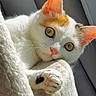Hera a rejoint le concours — aidez-le/la à gagner de superbes lots ! cat, white_cat, orange_patches, feline, pet, animal, closeup, portrait, golden_eyes, green_eyes, pink_nose, whiskers, paw, claws, fur, sitting, relaxed, cozy, sunlight, window