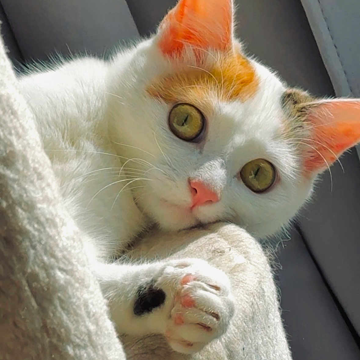 Hera