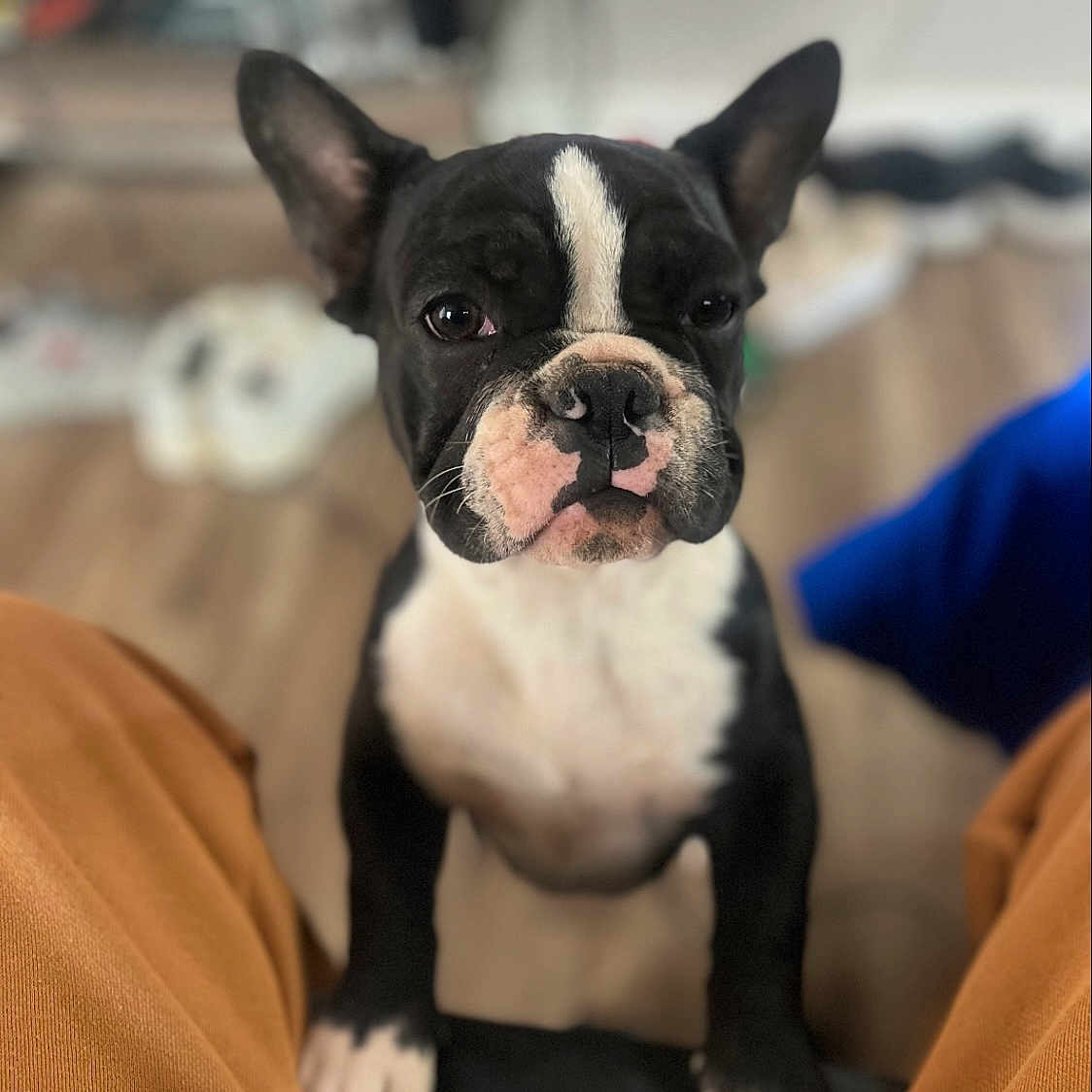 Oreo joined the competition — help win amazing prizes! animal, black_and_white, blurry_background, canine, close_up, curious, cute, dog, domestic, floor, french_bulldog, front_paws, home, indoor, legs, looking, person, pet, puppy, sitting