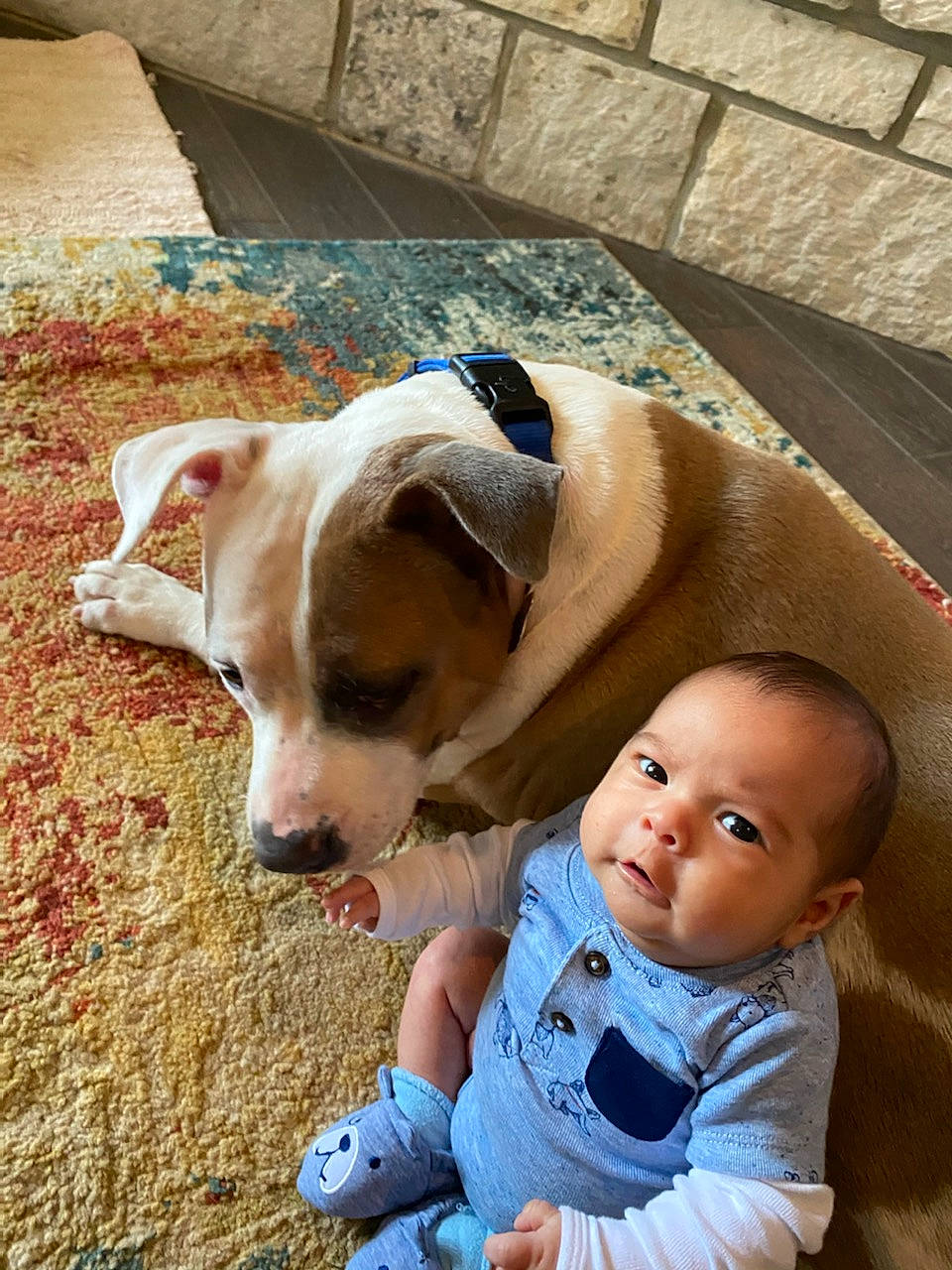 Nico is registered to the contest to win money with this photo: baby, canidae, carnivore, child, companion_dog, dog, dog_breed, fawn, person, puppy_love, sporting_group