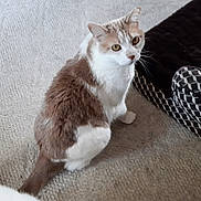 Martha joined the competition — help win amazing prizes! cat, indoor, carpet, feline, pet, sitting, white, brown, fur, yellow_eyes, curious, cushion, patterned, geometric, cozy, animal, looking_up, whiskers, tail, texture