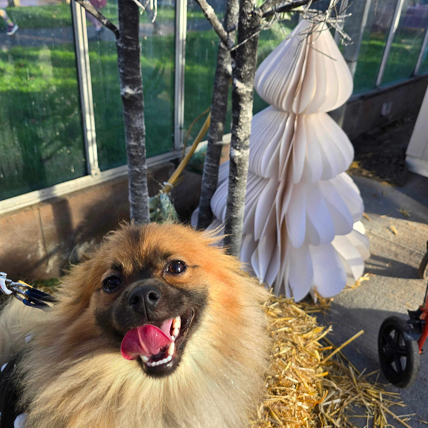 Dieago is registered to the contest to win money with this photo: animal, canine, closeup, cute, daylight, dog, fluffy, fur, greenhouse, happy, leash, nature, outdoor, paper_decoration, pet, smiling, straw, sunlight, tongue_out, tree_branches
