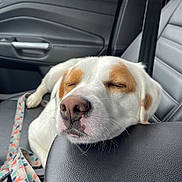 Ollie is registered to the contest to win money with this photo: dog, sleeping, car_interior, leash, white_fur, brown_patch, nose, closed_eyes, resting, leather_seat, armrest, seatbelt, calm, pet, animal, domestic_animal, relaxation, travel, vehicle, companion