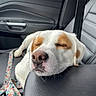 dog, sleeping, car_interior, leash, white_fur, brown_patch, nose, closed_eyes, resting, leather_seat, armrest, seatbelt, calm, pet, animal, domestic_animal, relaxation, travel, vehicle, companion