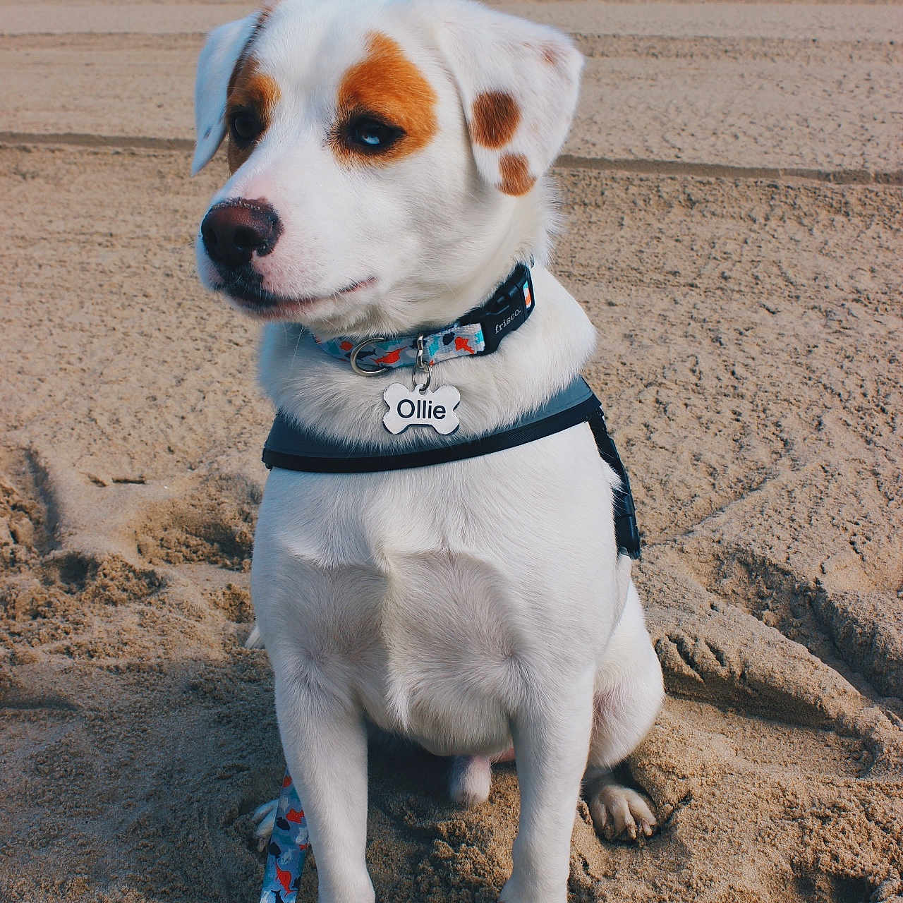 Ollie