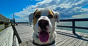 Ollie is registered to the contest to win money with this photo: dog, boardwalk, water, sky, clouds, sunny, tongue_out, happy, outdoor, wooden, fence, bench, collar, pet, nature, daylight, landscape, canine, walk, recreation
