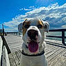 dog, boardwalk, water, sky, clouds, sunny, tongue_out, happy, outdoor, wooden, fence, bench, collar, pet, nature, daylight, landscape, canine, walk, recreation