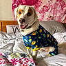 Ollie is registered to the contest to win money with this photo: dog, pet, bed, blanket, pajamas, space_theme, colorful, indoor, happy, smiling, fur, animal, cozy, plush, fabric, collar, cute, room, comfort, portrait