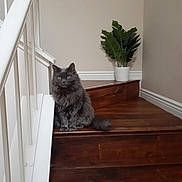 Kitty is registered to the contest to win money with this photo: cat, gray_cat, fluffy, stairs, wooden_stairs, indoor, railing, white_railing, plant, potted_plant, green_leaves, flooring, cozy, pet, animal, feline, looking, sitting, home, interior