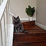 cat, gray_cat, fluffy, stairs, wooden_stairs, indoor, railing, white_railing, plant, potted_plant, green_leaves, flooring, cozy, pet, animal, feline, looking, sitting, home, interior