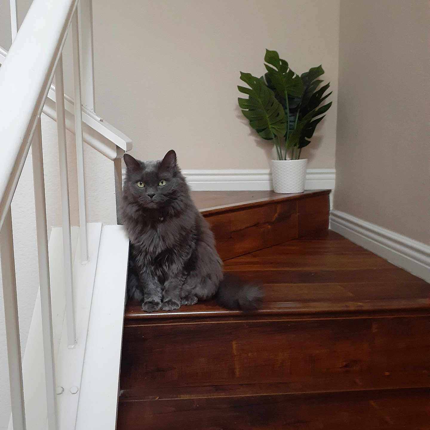 Kitty is registered to the contest to win money with this photo: animal, cat, cozy, feline, flooring, fluffy, gray_cat, green_leaves, home, indoor, interior, looking, pet, plant, potted_plant, railing, sitting, stairs, white_railing, wooden_stairs
