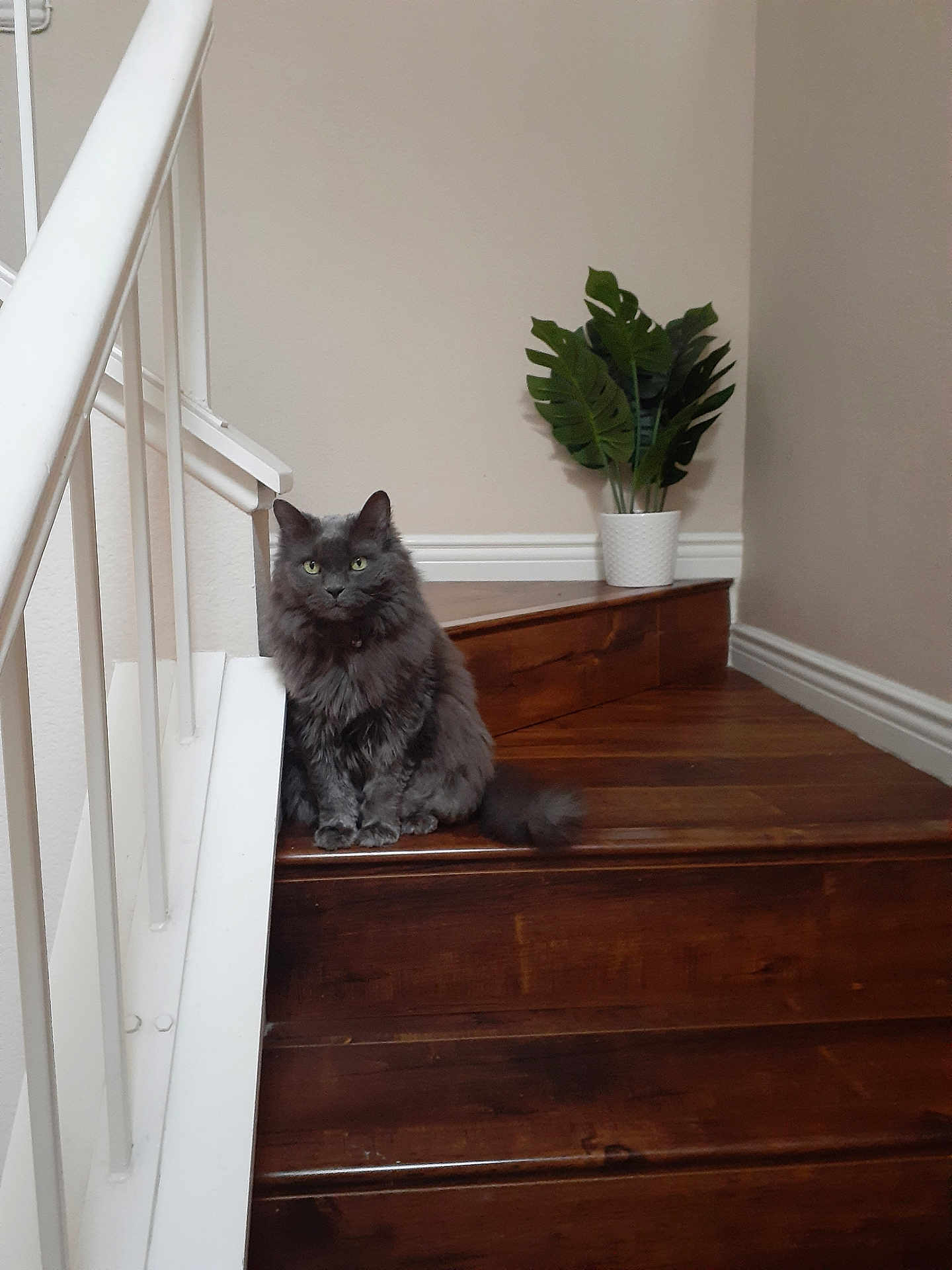 Kitty is registered to the contest to win money with this photo: cat, gray_cat, fluffy, stairs, wooden_stairs, indoor, railing, white_railing, plant, potted_plant, green_leaves, flooring, cozy, pet, animal, feline, looking, sitting, home, interior