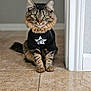 Zoey is registered to the contest to win money with this photo: cat, tabby, tshirt, indoor, floor, tile, fur, pet, animal, portrait, looking, ears, whiskers, sitting, cute, domestic, feline, eyes, clothing, brown