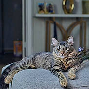 Zoey joined the competition — help win amazing prizes! cat, tabby_cat, feline, pet, indoor, ottoman, gray, fur, whiskers, ears, relaxing, home, furniture, portrait, animal, domestic_animal, looking, curious, cozy, living_room