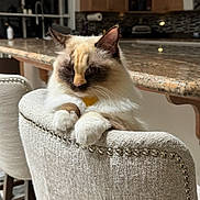 Lucy is registered to the contest to win money with this photo: cat, feline, fluffy, chair, indoor, kitchen, countertop, furniture, domestic, pet, white, brown, cream, paws, ears, whiskers, window, home, cozy, relaxed