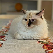 Lily is registered to the contest to win money with this photo: cat, fluffy, indoor, table_runner, autumn_leaves, cream_color, dark_markings, relaxed, pet, animal, feline, close_up, portrait, fur, whiskers, ears, eyes, background_blur, cozy, home