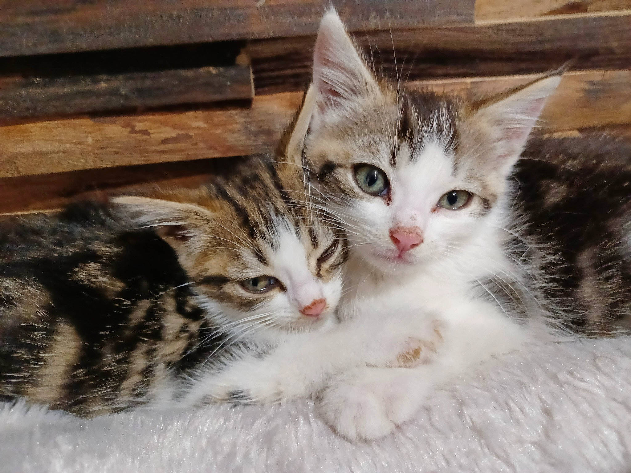 Chouquette participe au concours pour gagner de l'argent avec cette photo : carnivore, cat, claw, comfort, domestic_short_haired_cat, eye, felidae, fur, mammal, paw, photo_caption, small_to_medium_sized_cats, snout, tail, tree, whiskers, wood