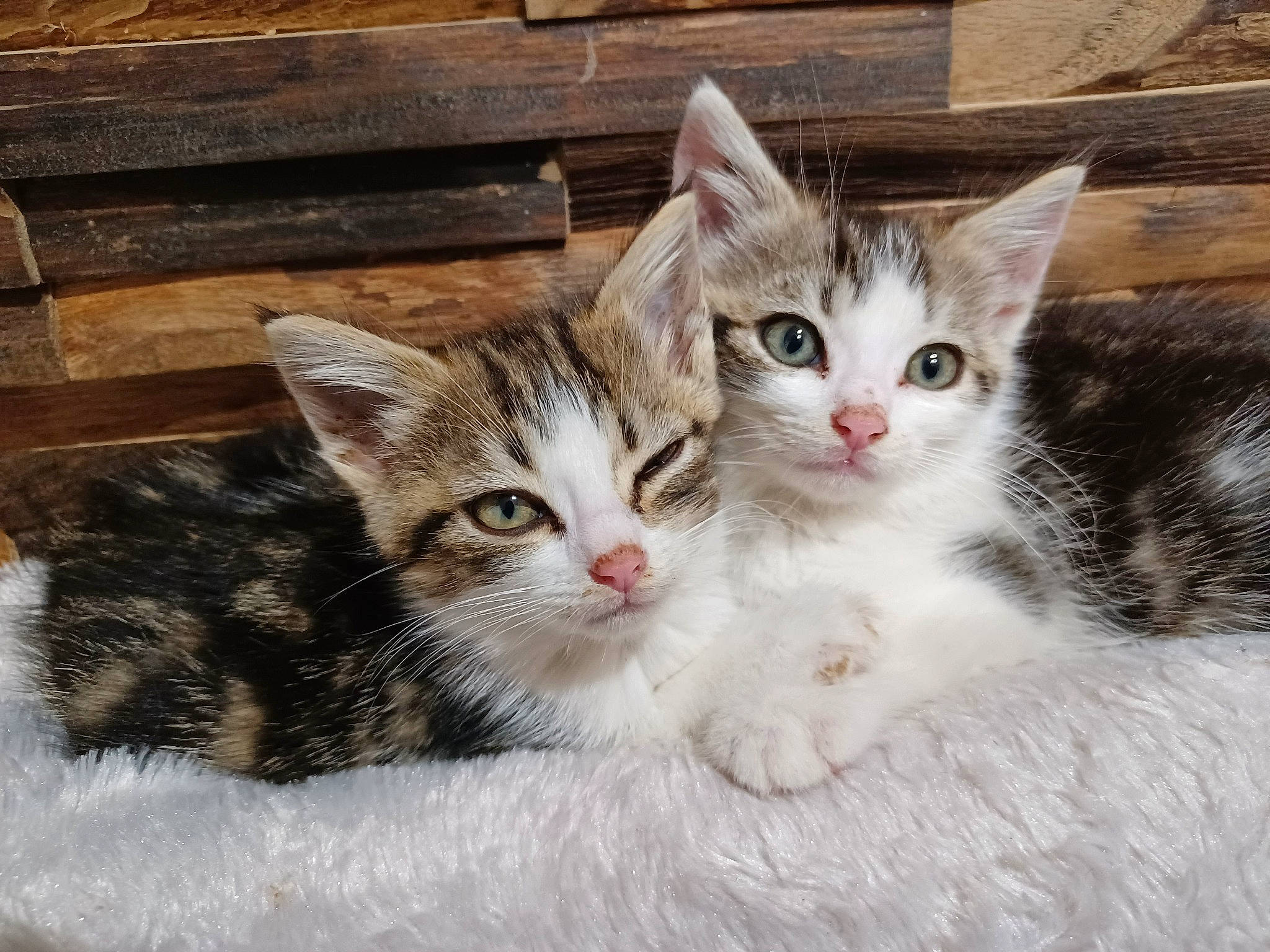 Chouquette a rejoint le concours — aidez-le/la à gagner de superbes lots ! carnivore, cat, cat_furniture, claw, domestic_short_haired_cat, felidae, fur, paw, photo_caption, small_to_medium_sized_cats, snout, tail, whiskers, window, wood