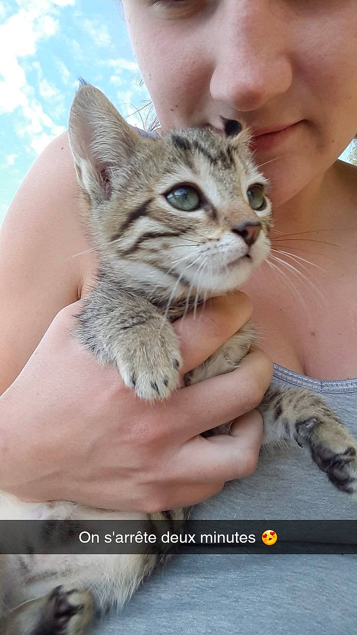 Mirka participe au concours pour gagner de l'argent avec cette photo : carnivore, cat, cloud, domestic_short_haired_cat, felidae, finger, fur, gesture, grass, hand, nail, photography, small_to_medium_sized_cats, terrestrial_animal, thumb, whiskers, wildlife