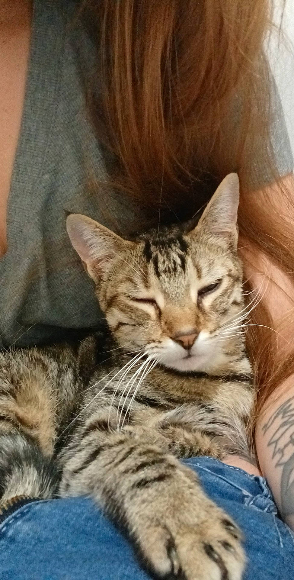 Mirka a rejoint le concours — aidez-le/la à gagner de superbes lots ! carnivore, cat, claw, comfort, domestic_short_haired_cat, ear, fawn, felidae, fur, nap, paw, sitting, sleeve, small_to_medium_sized_cats, snout, tail, terrestrial_animal, whiskers, wildlife