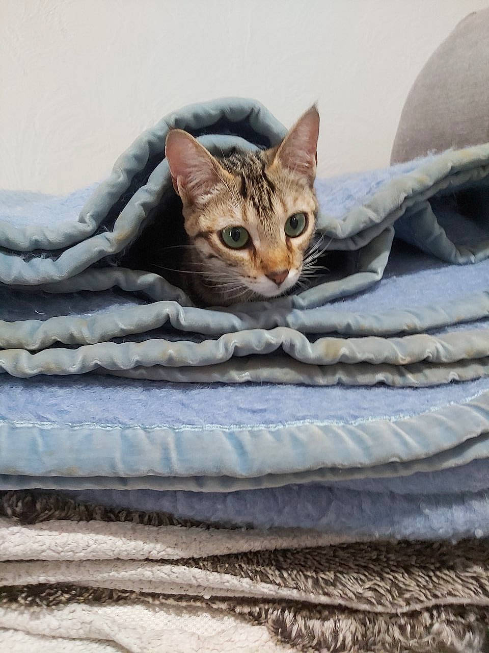 Mirka participe au concours pour gagner de l'argent avec cette photo : bed, carnivore, cat, cat_supply, comfort, domestic_short_haired_cat, door, fawn, felidae, fur, grey, linens, small_to_medium_sized_cats, snout, tail, textile, tree, whiskers, window, wood