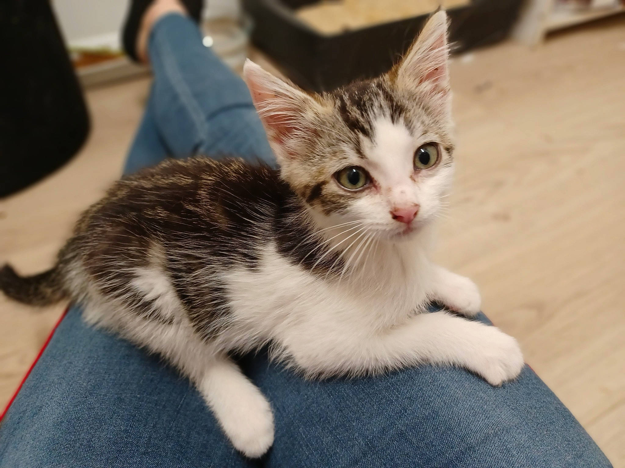 Churros participe au concours pour gagner de l'argent avec cette photo : carnivore, cat, claw, domestic_short_haired_cat, felidae, flooring, fur, paw, sitting, small_to_medium_sized_cats, tail, whiskers