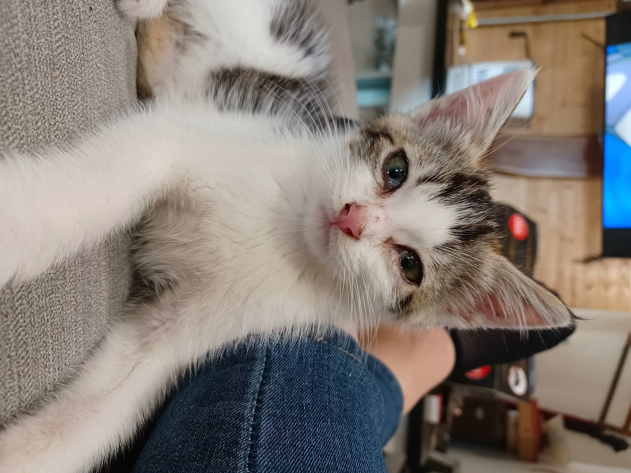 Churros participe au concours pour gagner de l'argent avec cette photo : carnivore, cat, claw, comfort, computer_monitor, display_device, domestic_short_haired_cat, felidae, fur, paw, small_to_medium_sized_cats, television, whiskers